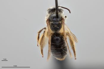 Media type: image;   Entomology 770391 Aspect: habitus dorsal view